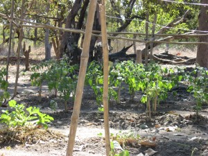 Le potager